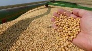 Soja: Mercados do grão, farelo e óleo se recuperam nesta 2ª feira acompanhando demais commodities Soja: Mercados do grão, farelo e óleo se recuperam nesta 2ª feira acompanhando demais commodities