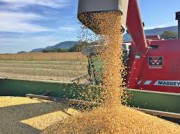 Colheita da soja chega a 14% no Rio Grande do Sul Colheita da soja chega a 14% no Rio Grande do Sul