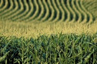 Preços do milho começam a reagir e MT registra aumento da comercialização