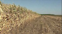 Produtores começam a colheita das safras de milho e soja nos EUA.