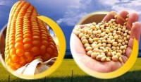USDA: Colheita de soja e milho evoluem bem e números ficam acima das expectativas do mercado.