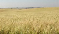 Perdas no trigo reduzem em R$ 1 bilhão o faturamento das lavouras.
