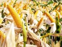 Preço do milho reage e as vendas da safrinha são retomadas em MT.
