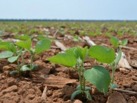 MS: Chapadão do Sul, aproximadamente 90% das áreas de soja já estão semeadas.