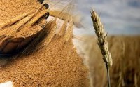 Qual será o espaço do trigo no próximo inverno?