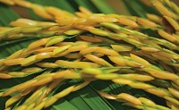 Clima favorece colheita do arroz no Rio Grande do Sul.