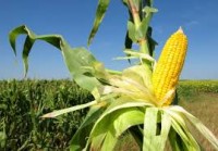Aumenta preço do paridade do milho para exportação em Mato Grosso.