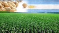 Volume extra de soja argentina seguirá “ventos do mercado”.