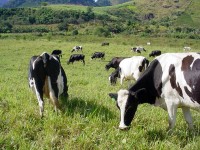 Custo de produção da pecuária leiteira caiu em abril.