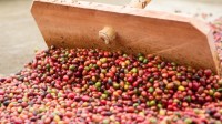USDA: safra brasileira de café deve crescer 2,3% na safra 2015/2016.