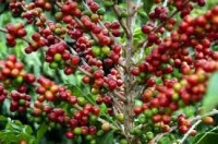Semana terá mais chuva em áreas produtoras de café.