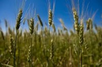 Chuvas afetam plantio de trigo no RS e reduzem área cultivada, diz Emater.