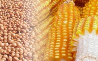 Soja avança sobre o milho e área cresce 2% no Paraná em 2015/16, aponta Seab.