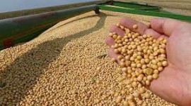 Soja: Mercados do grão, farelo e óleo se recuperam nesta 2ª feira acompanhando demais commodities Soja: Mercados do grão, farelo e óleo se recuperam nesta 2ª feira acompanhando demais commodities