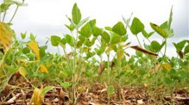 Colheita de soja perde ritmo no Brasil, aponta consultoria