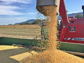 Colheita da soja chega a 14% no Rio Grande do Sul